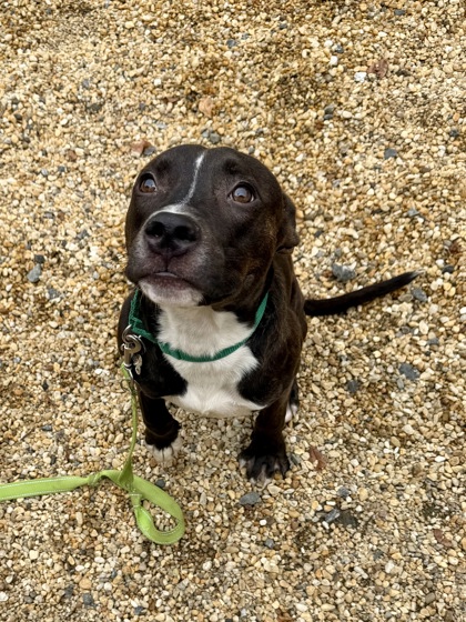 MUSKETEER - American Pit Bull Terrier / Mix for adoption in Hampton