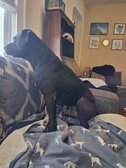 ZEUS (IN FOSTER) - American Pit Bull Terrier / Mix available for adoption