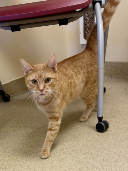 SUNNY BUNNY - Domestic Shorthair / Mix available for adoption