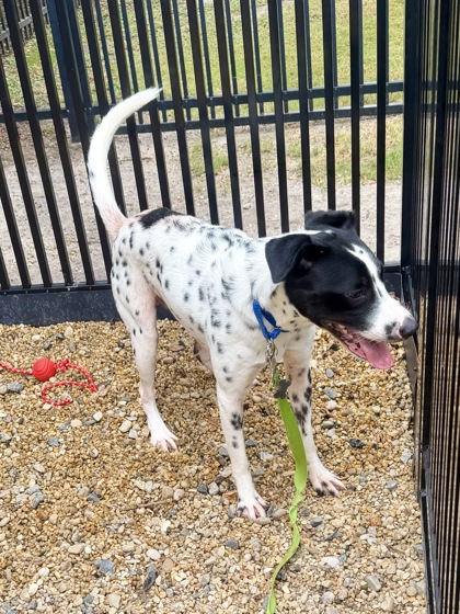EDDIE - Terrier / Mix available for adoption