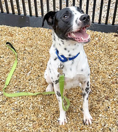 EDDIE - Terrier / Mix available for adoption
