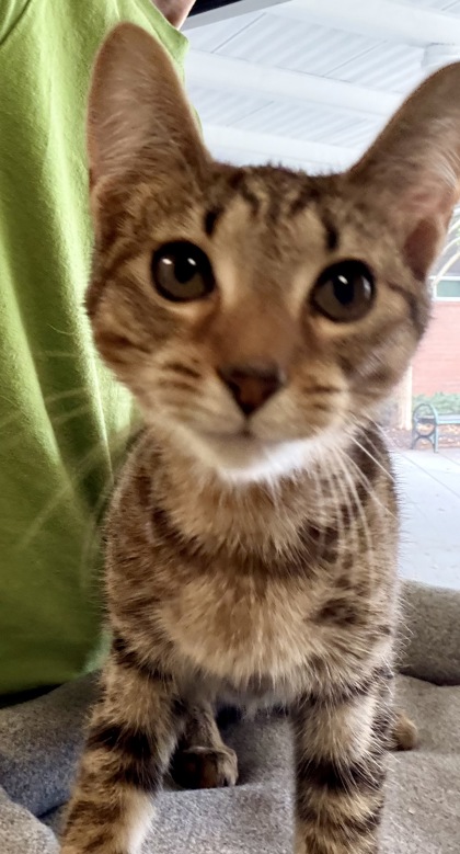 SUNNY - Domestic Shorthair / Mix available for adoption