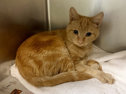 BEANIE - Domestic Shorthair / Mix available for adoption