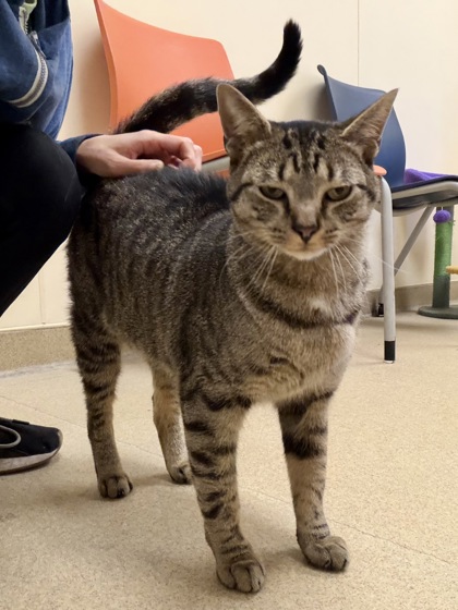 CHEESE CAKE - Domestic Shorthair / Mix available for adoption