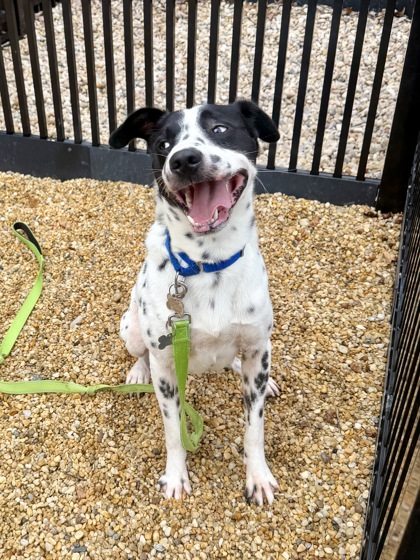 EDDIE - Terrier / Mix available for adoption