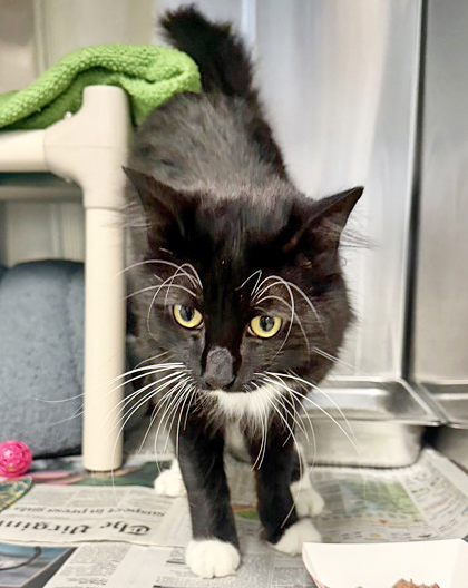 COCONUT - Domestic Medium Hair / Mix available for adoption