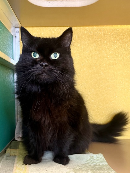 PEARL - Domestic Longhair / Mix available for adoption