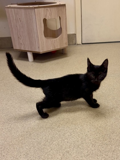 TIPPY (FOSTER TO ADOPT) - Domestic Shorthair / Mix available for adoption
