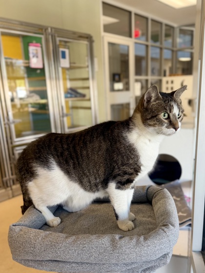 DIVINE - Domestic Shorthair / Mix available for adoption