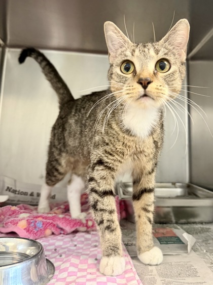 BELLA - Domestic Shorthair / Mix available for adoption