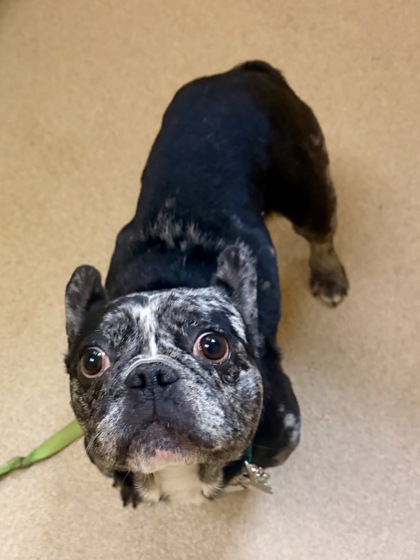 CABARNET - French Bulldog / Mix available for adoption
