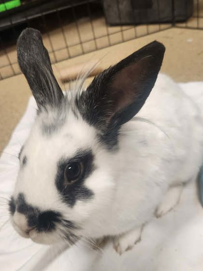 GHOST (FOSTER TO ADOPT) - Lionhead / Lionhead available for adoption