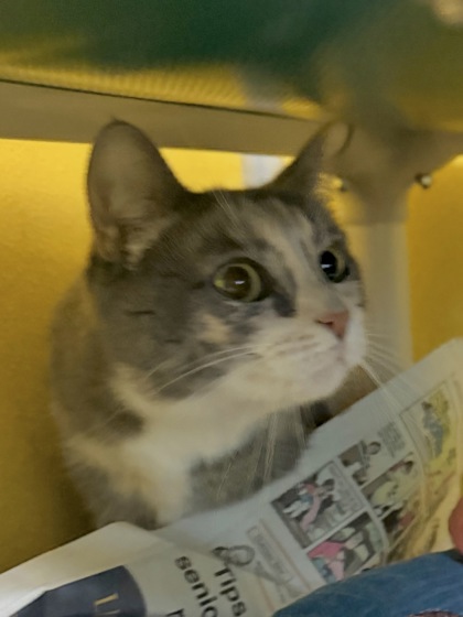 MATTIE (BONDED W/ TALLULAH) - Domestic Shorthair / Mix available for adoption