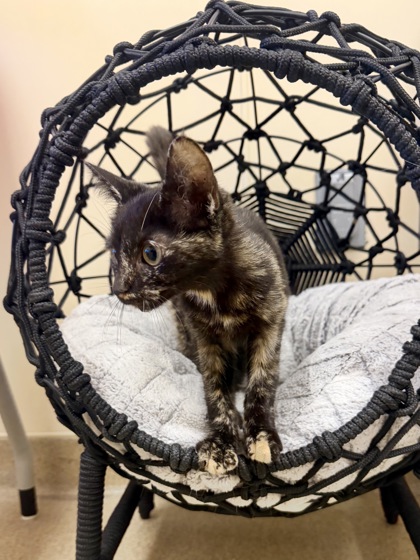 CAROLINE - Domestic Shorthair / Mix available for adoption