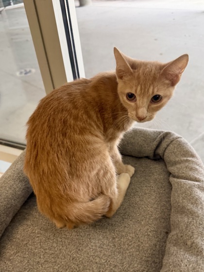 GUMMY BEAR - Domestic Shorthair / Mix available for adoption