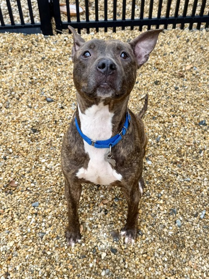 DOLLY P - American Pit Bull Terrier / Mix for adoption in Hampton