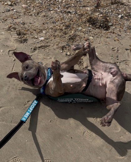 RUBY - American Pit Bull Terrier / Mix available for adoption