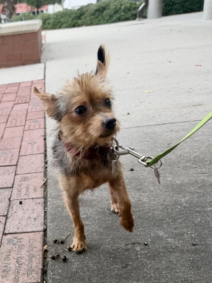 CHUPACABRA - Yorkshire Terrier / Mix available for adoption
