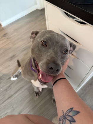 LAYLA (IN FOSTER) - American Pit Bull Terrier / Mix available for adoption