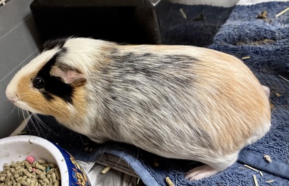 MELODY - Guinea Pig / Guinea Pig available for adoption