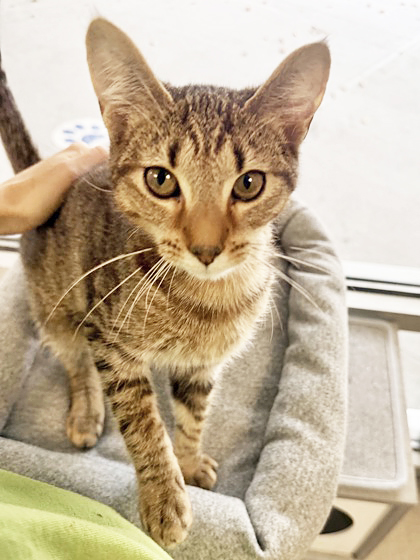 SUNNY BONDED WITH CONNOR - Domestic Shorthair / Mix available for adoption