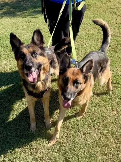 ROXY (BONDED WITH EMMA) - German Shepherd / Mix available for adoption