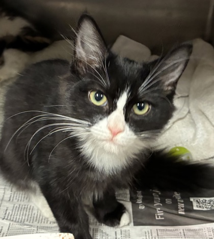 RICKY SPANISH - Domestic Medium Hair / Mix available for adoption
