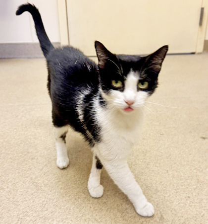 COLESLAW - Domestic Shorthair / Mix available for adoption