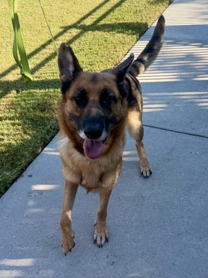 EMMA (BONDED WITH ROXY) - German Shepherd / Mix available for adoption