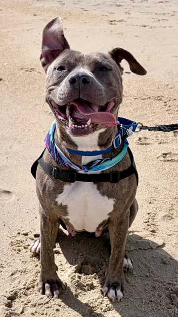 RUBY - American Pit Bull Terrier / Mix available for adoption