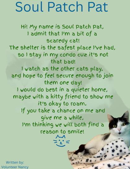 SOUL PATCH PAT - Domestic Shorthair / Mix for adoption in Hampton