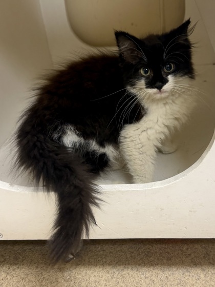 FUZZY BLANKET - Domestic Medium Hair / Mix available for adoption