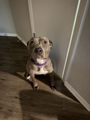 LAYLA (IN FOSTER) - American Pit Bull Terrier / Mix available for adoption