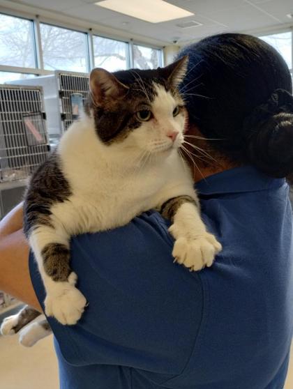 BABY - Domestic Shorthair / Mix available for adoption