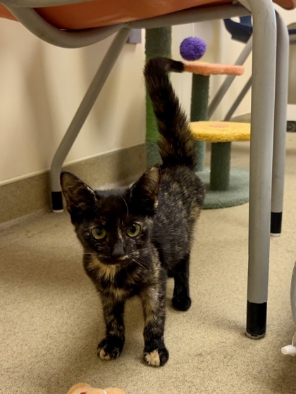 CAROLINE - Domestic Shorthair / Mix available for adoption