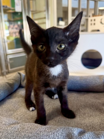 BINKIE - Domestic Shorthair / Mix available for adoption
