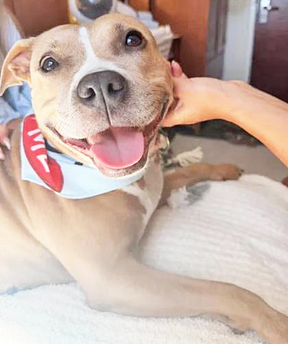 MISSY - American Pit Bull Terrier / Mix available for adoption
