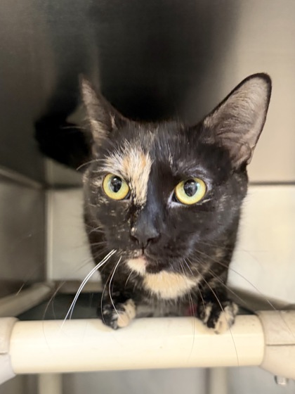 ORI - Domestic Shorthair / Mix available for adoption