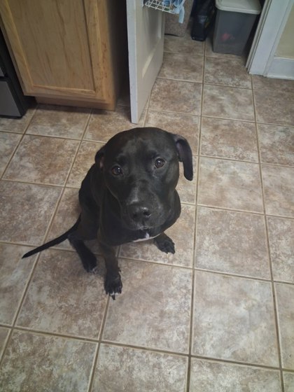 ZEUS (IN FOSTER) - American Pit Bull Terrier / Mix available for adoption