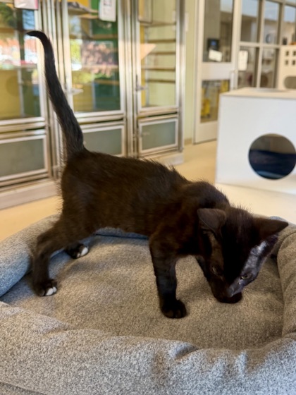 BINKIE - Domestic Shorthair / Mix available for adoption