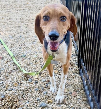 DOUGHBOY (FOSTER TO ADOPT HW+) - Beagle / Mix available for adoption