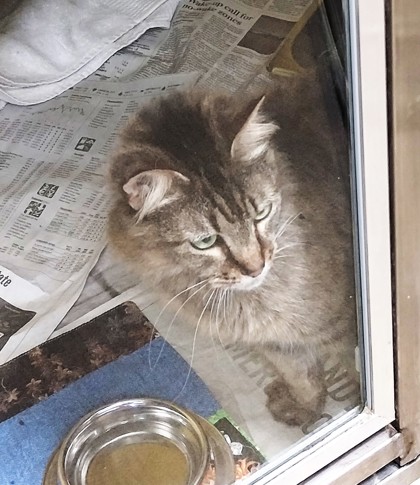 EVIE - Domestic Medium Hair / Mix available for adoption