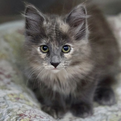 Aya, a Domestic Longhair Mix
