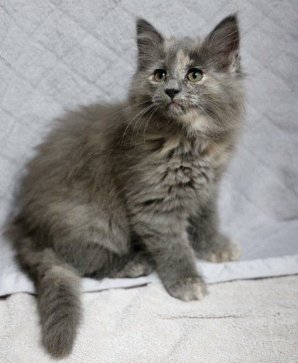 Bastet