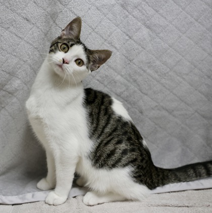 Cirrus