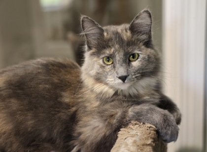 Aya, a Domestic Longhair Mix