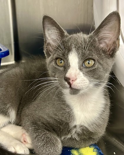 Cats and Kittens - Friends of Strays Cat and Dog Adoption in