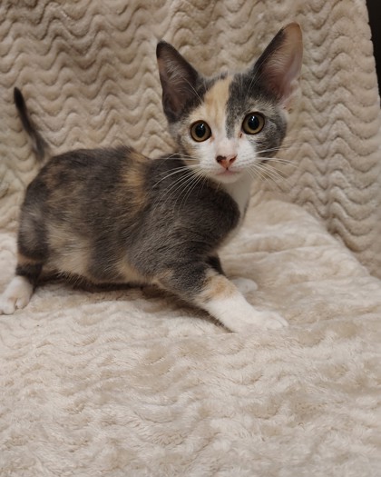 Cats and Kittens - Friends of Strays Cat and Dog Adoption in