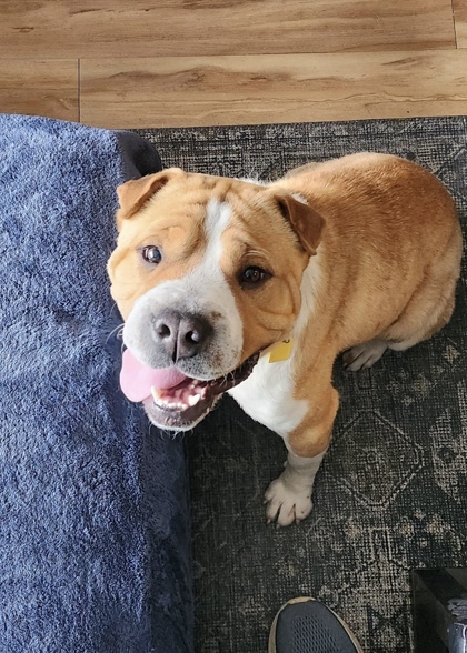 Found Pets | City of Cleveland Ohio