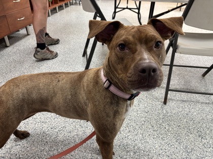 Nala (Nyla)
